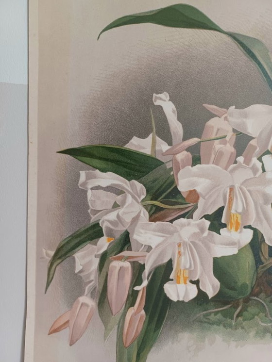 Image 1 of Cromolitografía original rara «Reichenbachia» (1888) – H.G. Moon