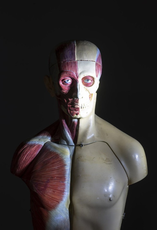Anatomisch Torso Model, Half Spier Half Huid, Toegeschreven aan Deutsches Hygiene-Museum Dresden, (photo 2 of 8)