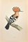 Alexander Francis Lydon, Hoopoe, Woodcut Print, 1870 – lithos zeefdrukken, Paper (photo 2 of 2)