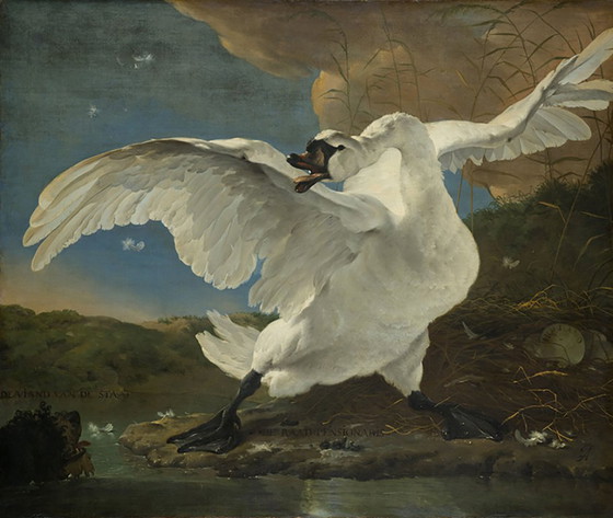 Jan Asselijn Le Cygne Menacé sur Toile – Tirages d'art, Canvas (photo 5 of 5)