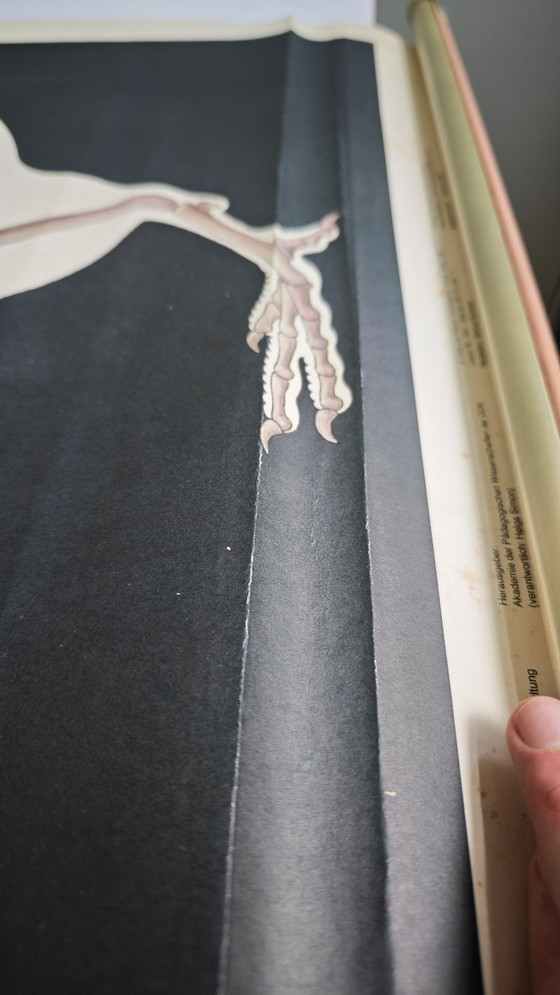 Image 1 of Affiche scolaire vintage RDA, maison squelette, poulet