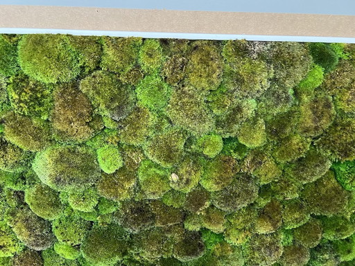 Frame With Moss Real