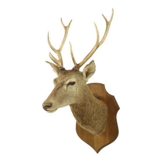 Image 1 of Tête de cerf montée cerf rouge avec bois