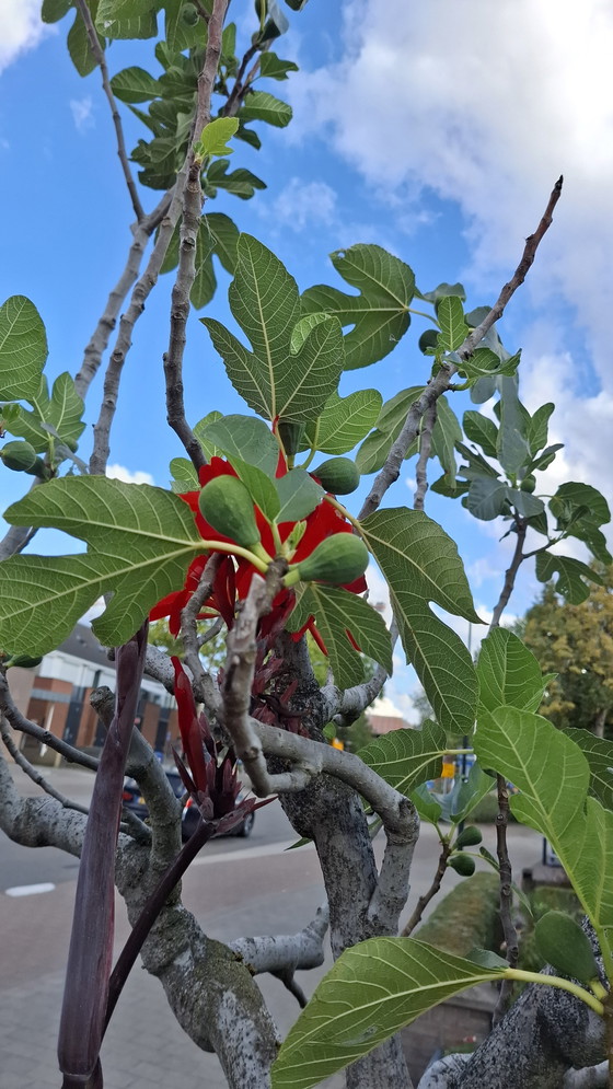 Image 1 of Fig tree in large planter | Mediterranean eye-catcher