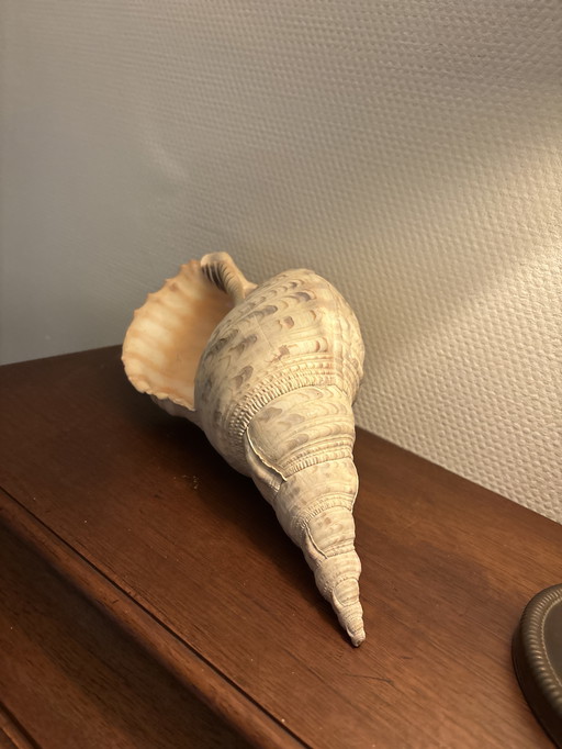 Tritorn horn shell
