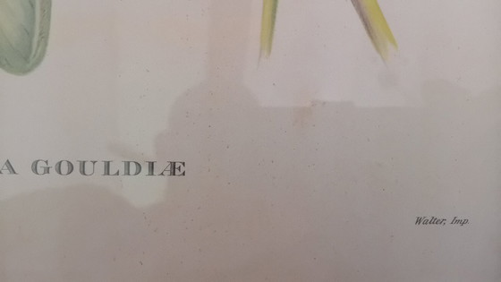 Image 1 of John Gould, Nectarinia Gouldiae