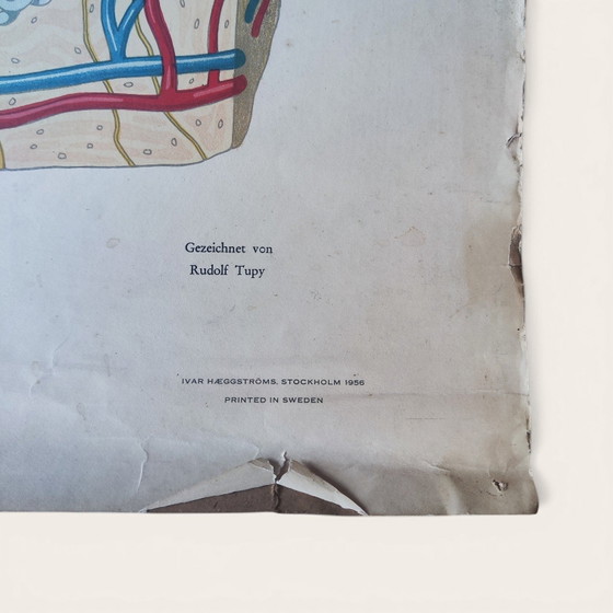 5 anatomische posters uit het midden van de 20e eeuw / Rudolf Tupy – Paper (photo 15 of 15)