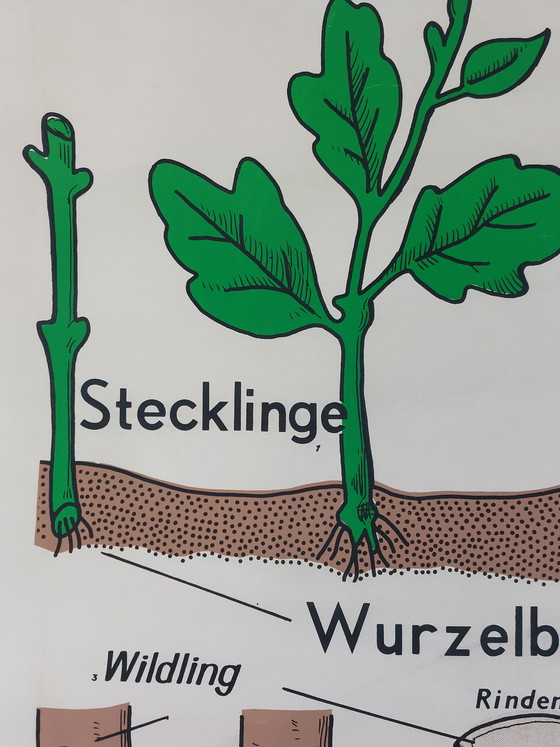 Image 1 of Vintage roll-up map, teaching aid, biology, non-flowering plant propagation, wall map