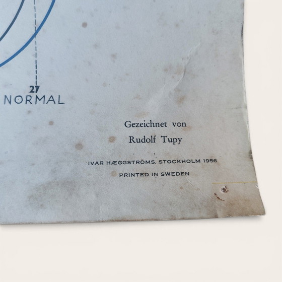 5 anatomische posters uit het midden van de 20e eeuw / Rudolf Tupy – Paper (photo 12 of 15)