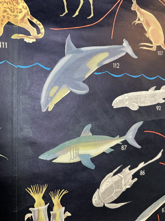 Image 1 of XL Vintage Linen School Map 'Relationships of the Animal Kingdom'