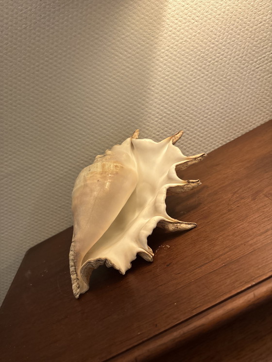 Image 1 of Shell