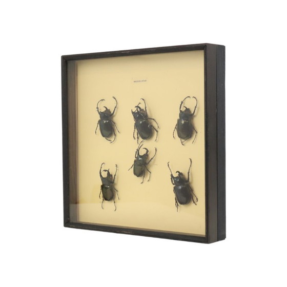 Collezione di scarabei incorniciati, scarabei Atlas, Oggetti decorativi, Legno, Vetro, Nero, Vintage (foto 3 di 10)