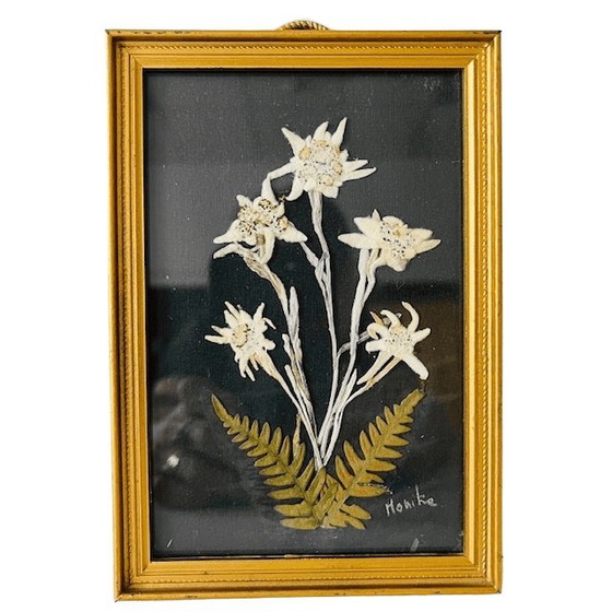 Image 1 of Vintage schilderij met gedroogde bloemen uit het midden van de vorige eeuw, Edelweiss, jaren 50