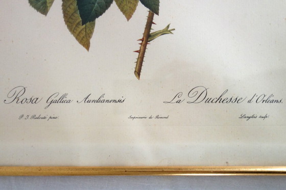 Image 1 of 4 oude botanische platen van rozen