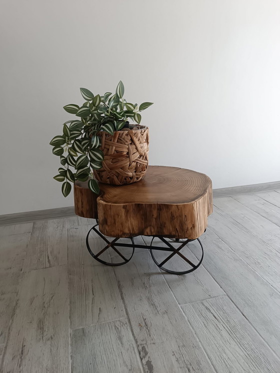 Image 1 of Acacia Ember – L’anima della natura preservata