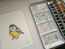 Original Watercolor Blue Tit | Includes Frame