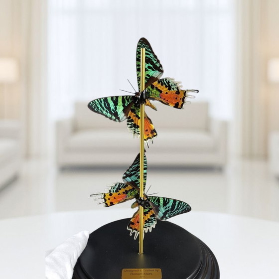 Image 1 of Echte Urania-Ripheus-Schmetterlinge unter einer Glaskuppel – limitierte Auflage