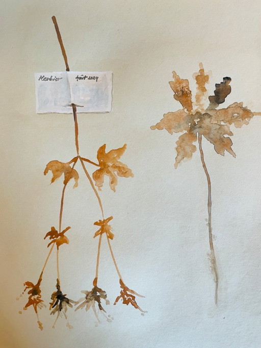 Tableau signé aquarelle collection Herbiers en trompe l’oeil 