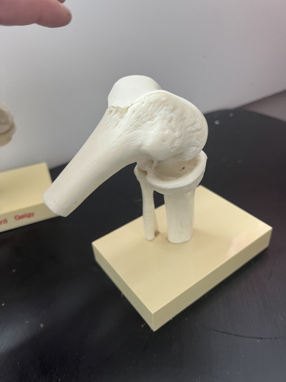 Image 1 of Ginocchio