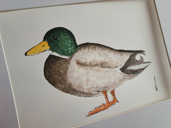 Image 1 of Acquerello raffigurante un'anatra maschio, originale con cornice