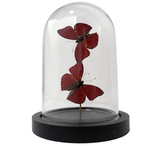 Cymotoe Sangaris • Planeur Rouge Sang • Cloche en Verre • Afrique • 2020