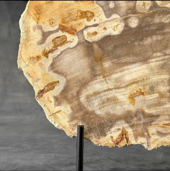 Image 1 of Madera fosilizada de Sooka, estándar a medida (nuevo)