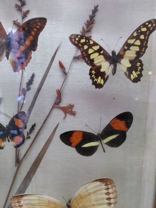 Cornice a farfalla vintage