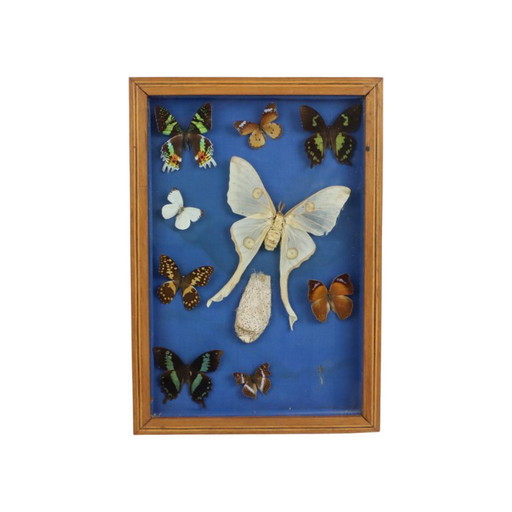 Vlindercollectie in houten lijst