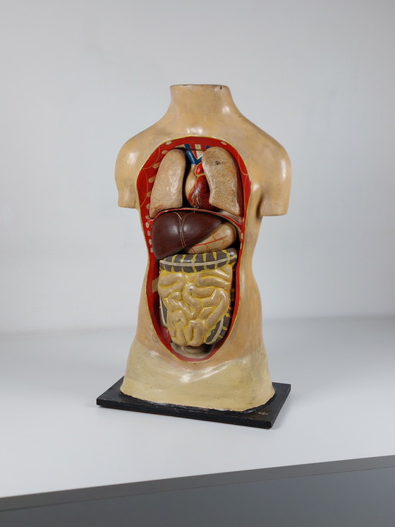 Image 1 of Vecchio modello anatomico didattico, gesso Phywe, torso anni '40
