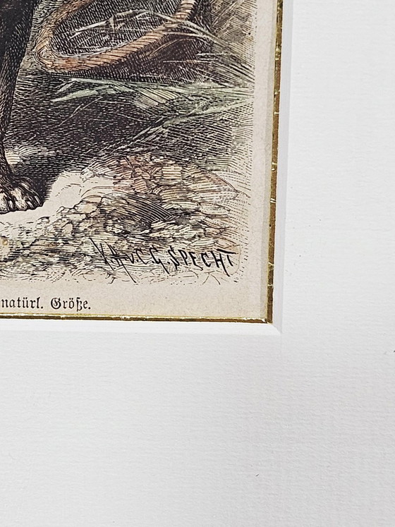 Friedrich Carl Georg Specht, Hund, 1870, Original Holzschnitt, Gerahmt – Lithographien & Drucke (photo 2 of 9)
