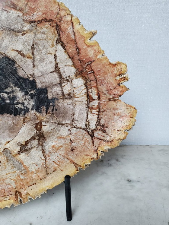 Image 1 of Sezione o fetta di legno pietrificato e fossilizzato sul suo supporto (rif. 3963)