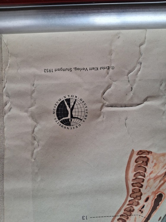 Image 1 of Auge und Sehvorgang. Orginele schoolwandplaat anatomie van het oog