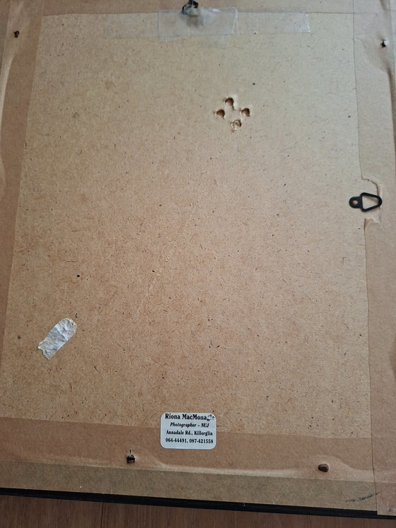 Image 1 of Deux superbes photos signées par Riona MacMonagle, dans leurs cadres d'origine.