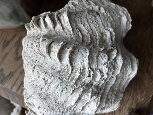 Giant clam shell "Tridacna gigantea