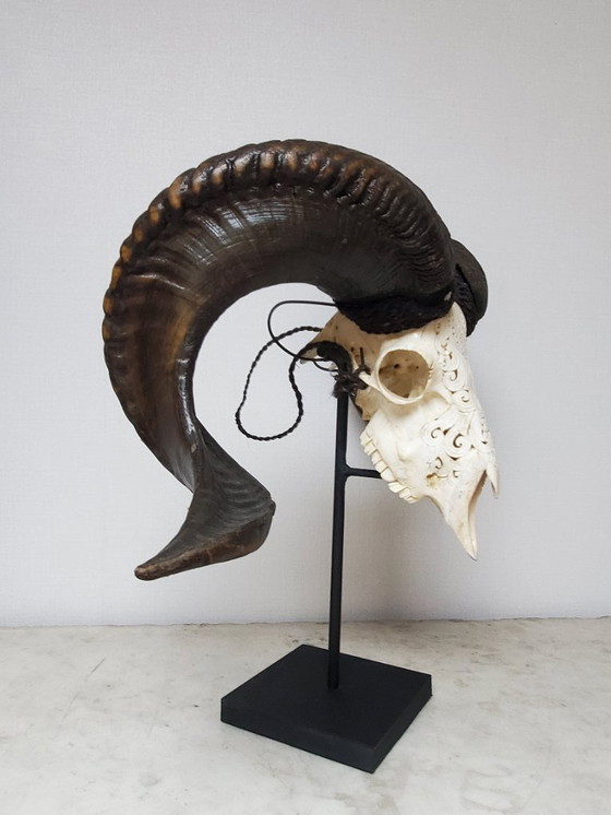 Image 1 of Tassidermia - Teschio di ariete intagliato su base (rif. 4039)