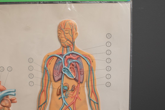 Image 1 of 3D - Reliefposters Nova Rico Florence Italy Scientific - The human being - blood circulation heart