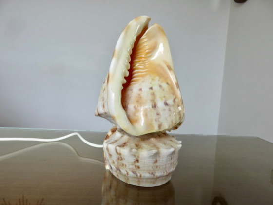 "Cassis Cornuta" schelplamp, vintage uit de jaren 70 – Tafellampen, Other (photo 11 of 13)