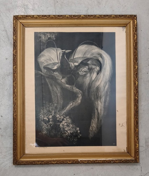 Adriaan Johannes van 't Hoff - Paradijsvogel op Tak - Lithografie