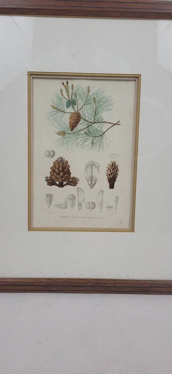 Incisione botanica su lastra Pino marittimo Fournier – Poster, Paper (photo 2 of 7)
