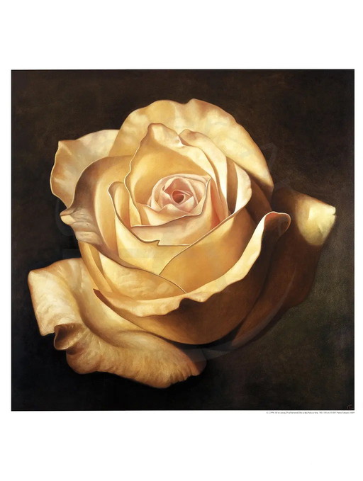 Campana, Franco - Rose jaune - Impression d'art