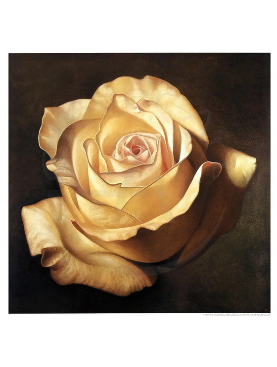 Image 1 of Magie van de Roos - Campana, Franco - Gele Roos - Kunstdruk