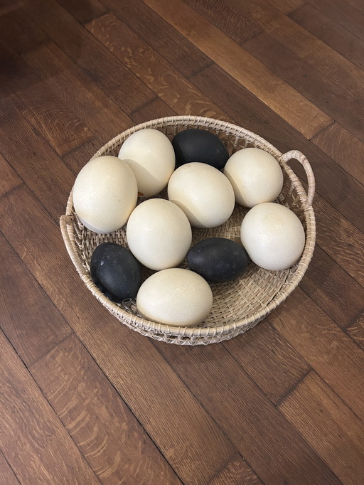 10 perfect ostrich eggs 7 xl white, 3 l black