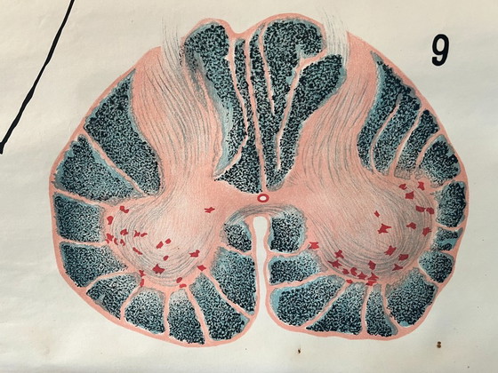 Image 1 of Zoological poster, animal body cell
