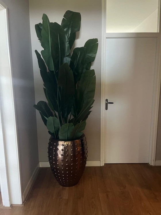 Image 1 of Pot Laos Bronze-Gold + Strelitzia Nicolai XL 230 cm Eric Kuster 