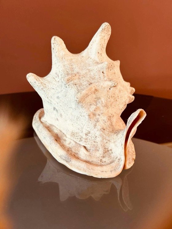 Image 1 of Casis Cornuta Helm Schelp Lamp