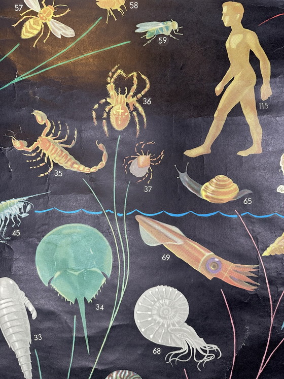 Image 1 of XL vintage linnen schoolkaart - ‘Relationships of the Animal Kingdom’