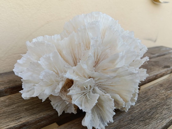 Arredo Corallo Bianco Naturale Lattuga Agaricia, Vintage, Oggetti decorativi, Pietra (foto 2 di 5)