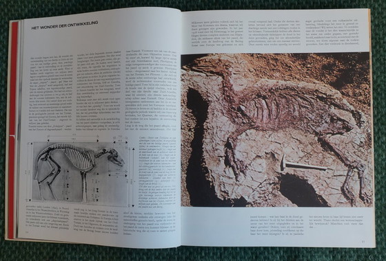 Image 1 of Ein Königreich für ein Pferd