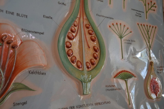 Image 1 of Unieke Vintage  - oude schoolplaat bloemen - oude Duitse schoolkaart - schoolplaat botanica - planten - biologie - plasticplaat