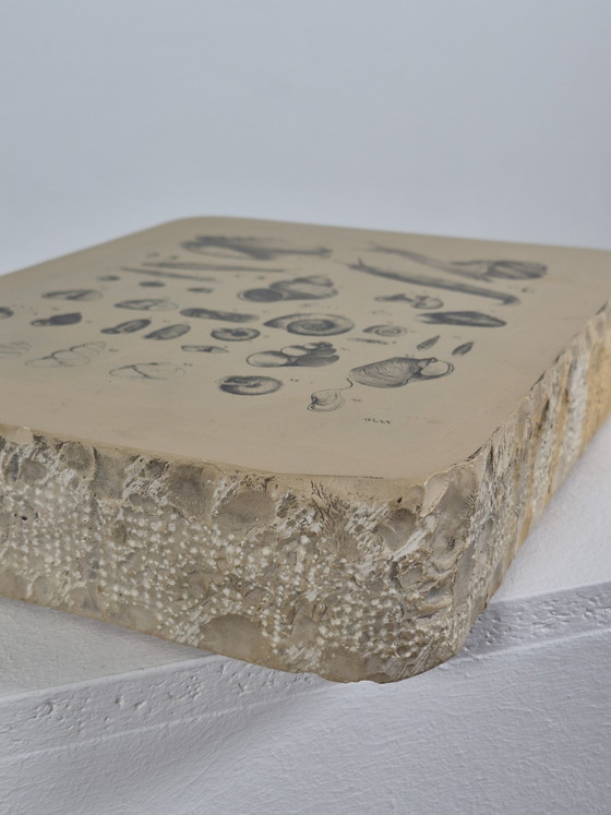 Antique Lithographic Stone Printing Stone Mollusks Snails Shells – Decorative Objects, Paper (photo 10 of 13)